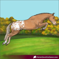 Horse Color:Chestnut Appaloosa 