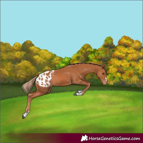 Horse Color:Chestnut Appaloosa 