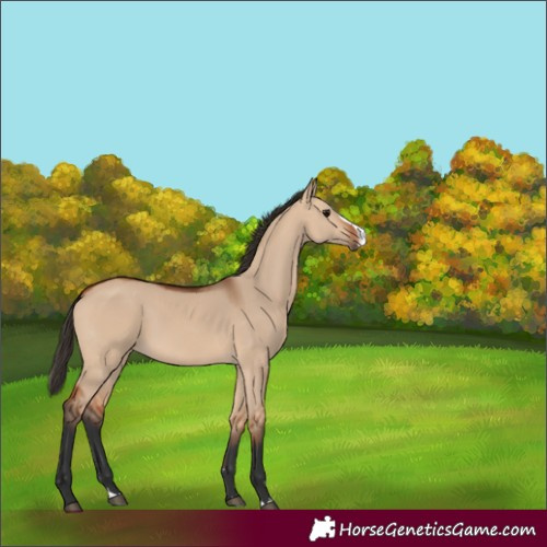 Horse Color:Bay Dun Splash 
