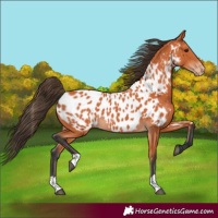 Horse Color:Bay Appaloosa
