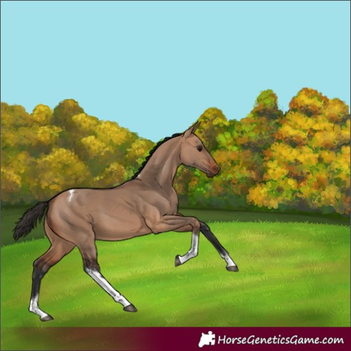 Horse Color:Unknown 