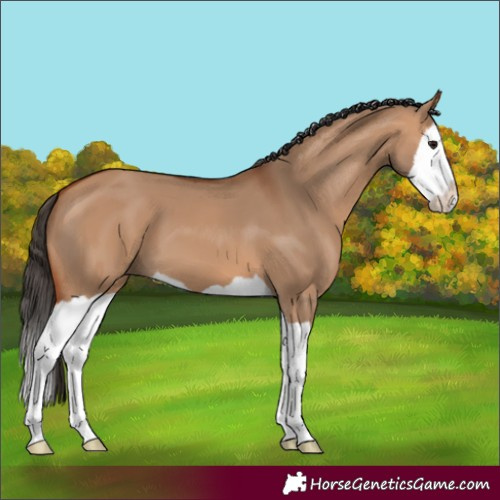 Horse Color:Bay Dun Splash 