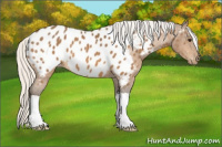 Horse Color:Silver Buckskin Appaloosa
