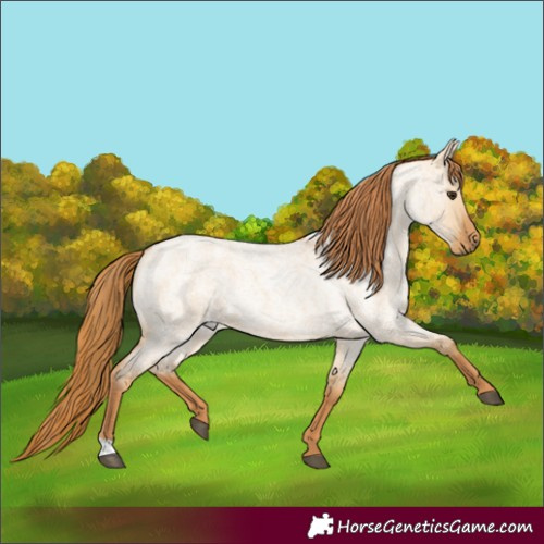 Horse Color:Red Dun Roan 