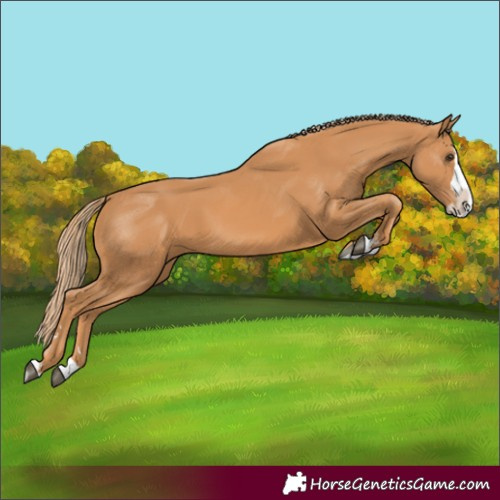 Horse Color:Chestnut Splash