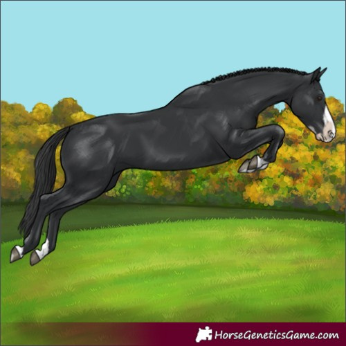 Horse Color:Black Splash 