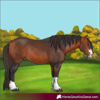 Horse Color:Bay Rabicano 