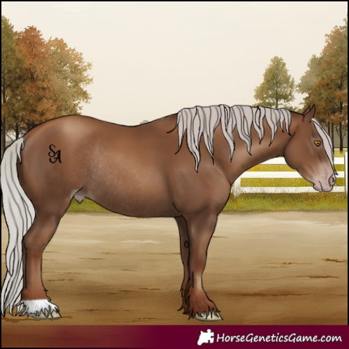 Horse Color:Gray Silver Classic Champagne Rabicano 