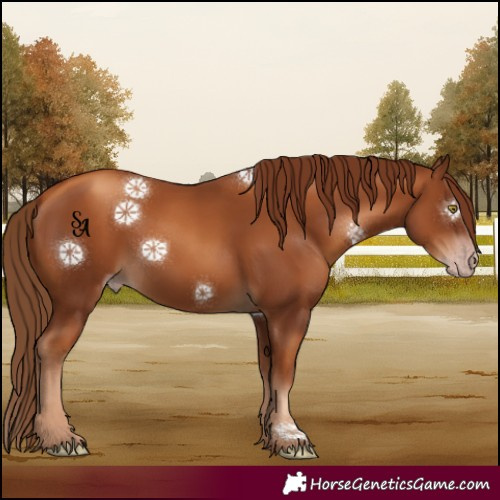 Horse Color:Gray White Spotted Gold Champagne