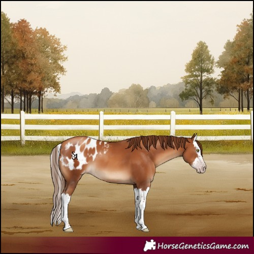 Horse Color:Gray Gold Champagne Splash Blanket