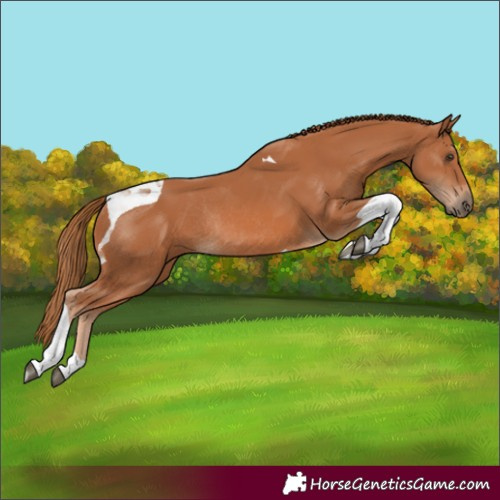 Horse Color:Chestnut Tobiano Rabicano