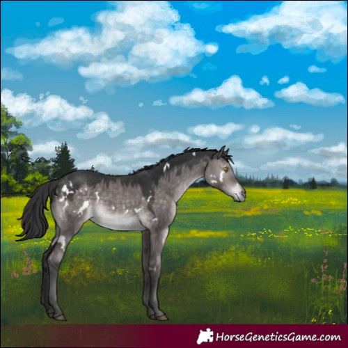 Horse Color:Platinum White Spotted Brown Dun Rabicano 