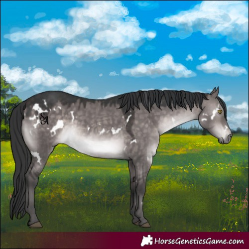 Horse Color:Platinum White Spotted Brown Dun Rabicano
