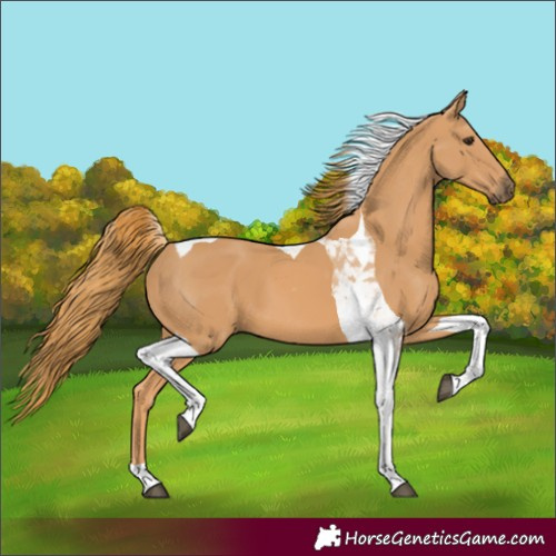 Horse Color:Chestnut Tobiano 