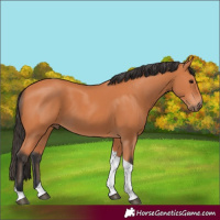 Horse Color:Bay Tobiano 