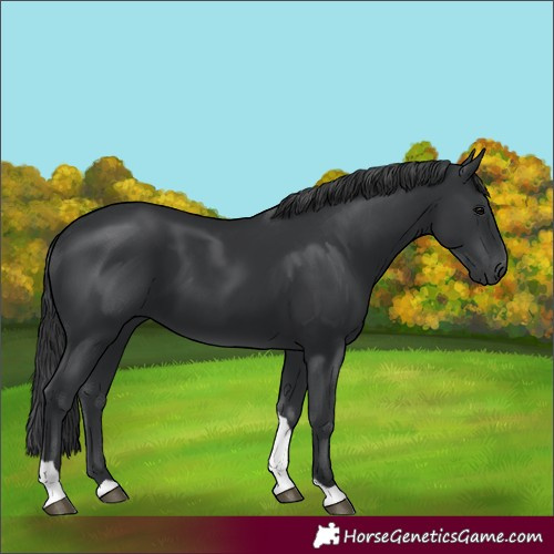 Horse Color:Black Tobiano