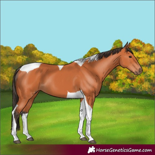 Horse Color:Bay Tobiano 