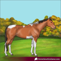 Horse Color:Bay Tobiano