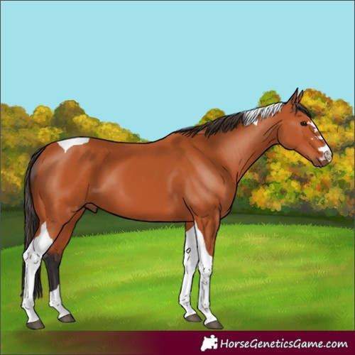 Horse Color:Bay Tobiano 