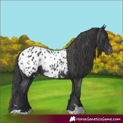 Horse Color:Black Blanket