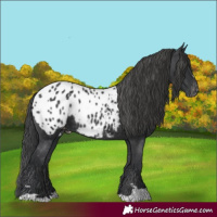 Horse Color:Black Blanket 