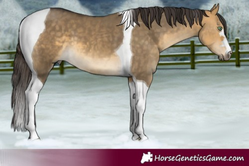 Horse Color:Pseudo Buckskin Dun Tobiano