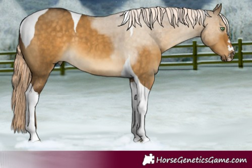 Horse Color:Pseudo Chocolate Palomino Dun Tobiano 