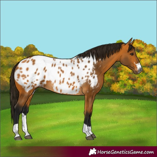 Horse Color:Gray Buckskin Blanket