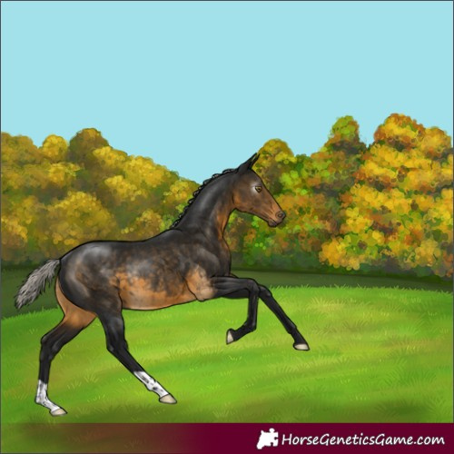 Horse Color:Gray Silver Buckskin Rabicano