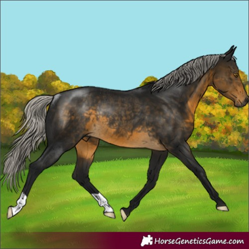 Horse Color:Gray Silver Buckskin Rabicano 