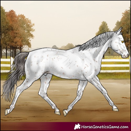 Horse Color:Sable Champagne Sabino Rabicano 