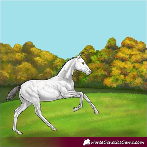 Horse Color:Sable Champagne Sabino Rabicano 