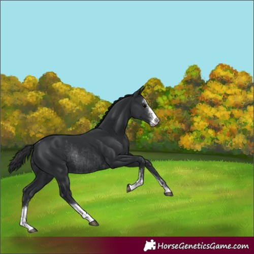 Horse Color:Black Sabino Rabicano