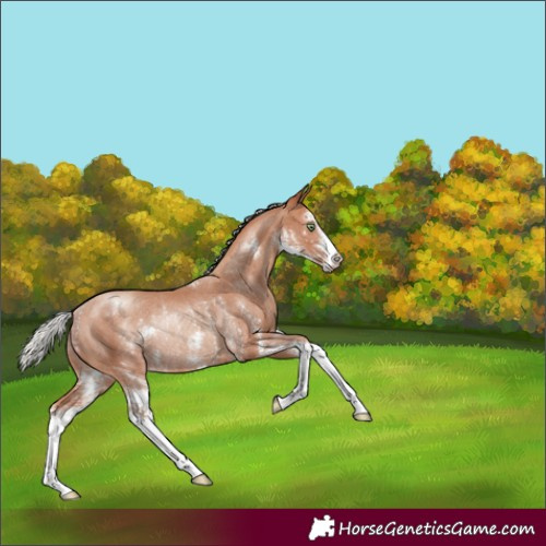Horse Color:Silver Sable Champagne Sabino Rabicano 
