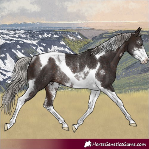 Horse Color:Silver Brown Sabino Tobiano Rabicano