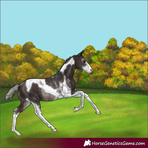 Horse Color:Silver Brown Sabino Tobiano Rabicano