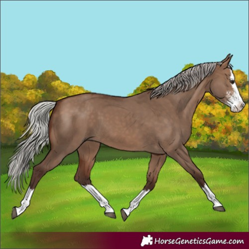 Horse Color:Silver Brown Dun Sabino Splash 