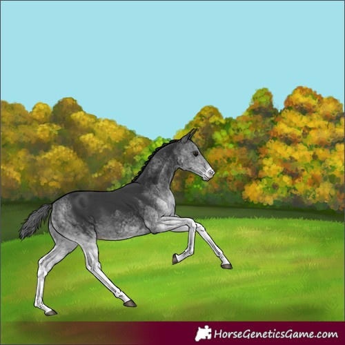 Horse Color:White Spotted Black Rabicano 