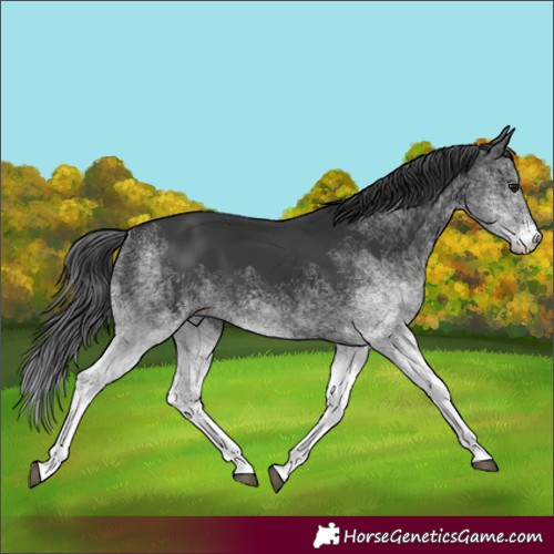 Horse Color:White Spotted Black Rabicano 
