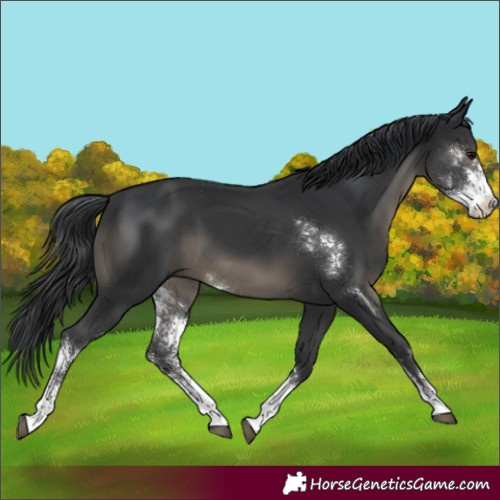 Horse Color:Black Sabino Rabicano