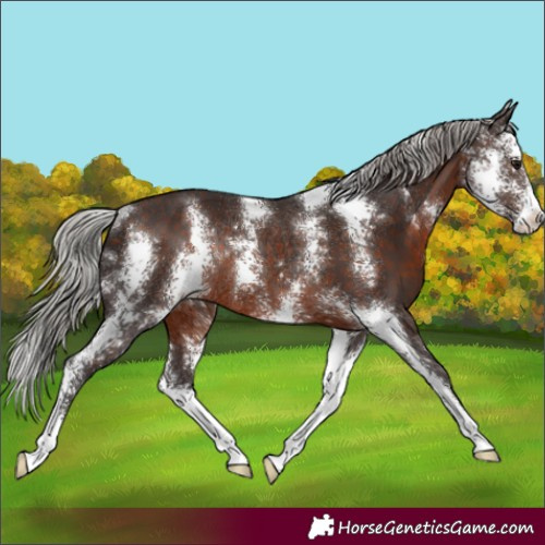 Horse Color:Silver Brown Sabino Rabicano