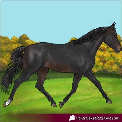 Horse Color:Brown Rabicano