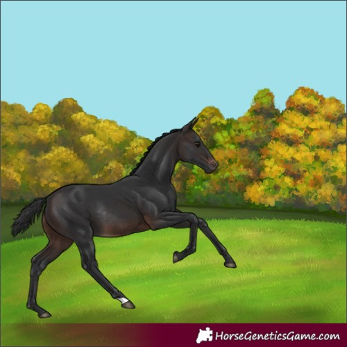 Horse Color:Brown Rabicano 