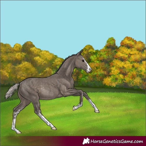 Horse Color:Silver Black Sabino Rabicano