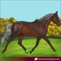 Horse Color:Silver Brown Rabicano 