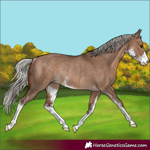 Horse Color:Silver Brown Dun Sabino Rabicano