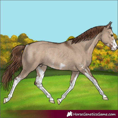 Horse Color:Liver Red Dun Sabino Rabicano 