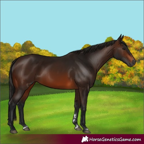 Horse Color:Gray Bay