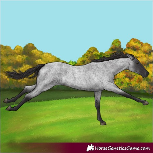 Horse Color:Smoky Blue Roan 