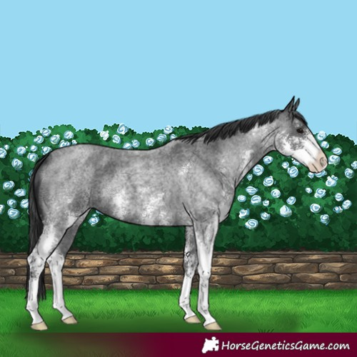 Horse Color:Blue Roan Sabino